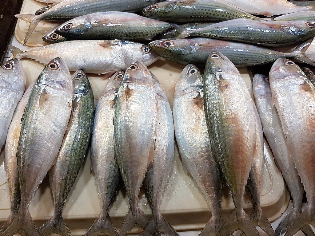 Ikan Lezat dan Sehat yang Cocok untuk Anak-anak